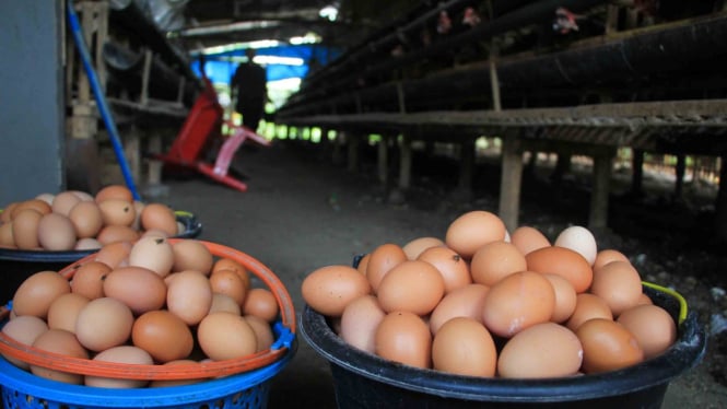 Peternak memanen telur ayam di kandang miliknya di desa Balongan, Indramayu, Jawa Barat, Sabtu, 9 Maret 2019.