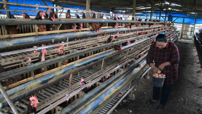 Peternak memanen telur ayam di kandang miliknya di desa Balongan, Indramayu, Jawa Barat, Sabtu, 9 Marfet 2019.