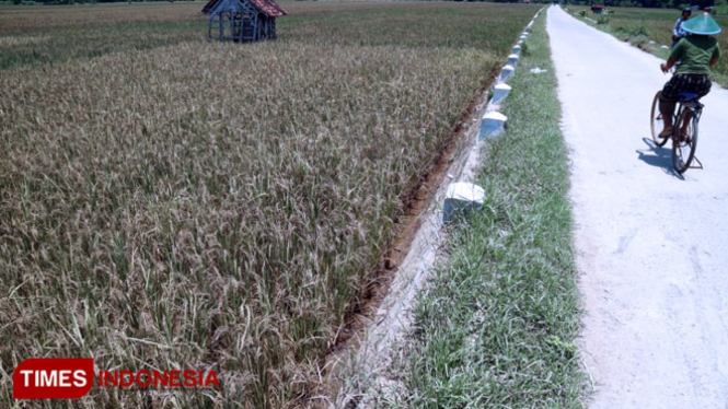 Areal persawahan yang terendam banjir di Desa Paju, Ponorogo terancam gagal panen. (Foto: Evita Mukharohmah/TIMES Indonesia)