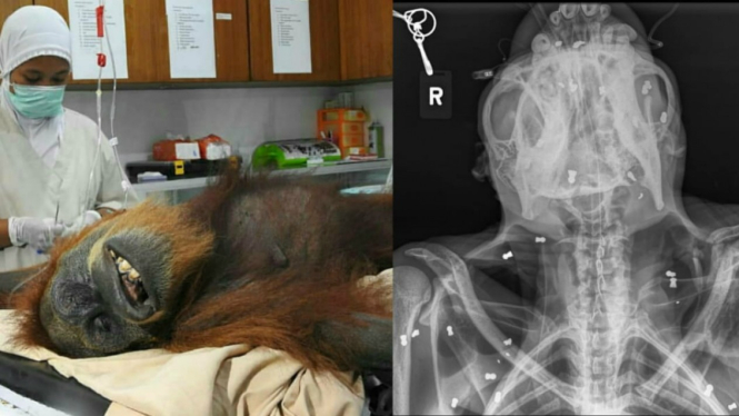 Orangutan Sumatera terluka parah, 74 peluru tersebar di tubuhnya