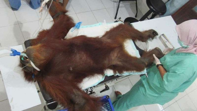 Operasi atas orangutan yang terluka dengan sejumlah tembakan beberapa waktu lalu.