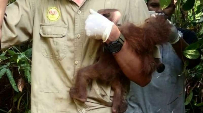 Bayi orangutan yang mati, setalah induknya terkena 47 tembakan. 