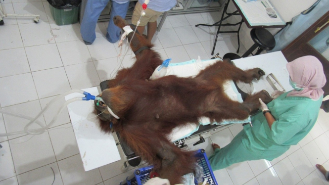 Dokter hewan memeriksa Orangutan yang tertembak 76 peluru senapan angin di Subulussalam, Aceh.