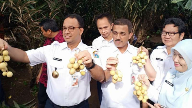 Gubernur DKI Jakarta Anies Baswedan panen duku dan salak asli Condet