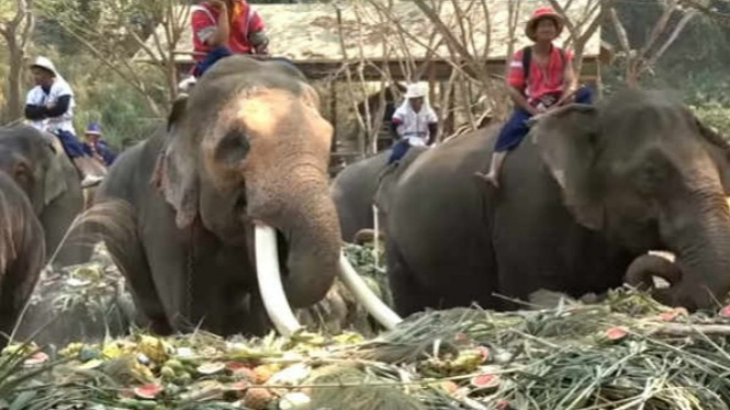 Viral Video Gajah  Makan All You Can Eat yang Tersaji di Meja