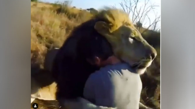 Manusia bersahabat dengan singa.