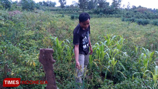 Petani cabai saat berada di lahan tanamannya.(foto/akhmad syafii/TIMES Indonesia)