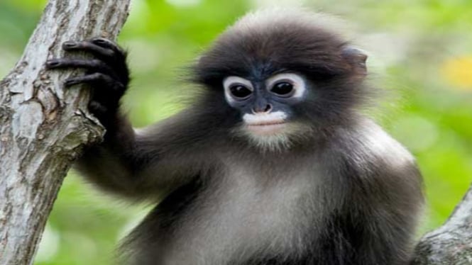 Monyet Kekah Hewan  Langka  Terancam Punah di  Pulau Natuna