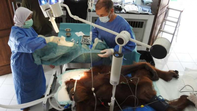 Hope, orangutan yang tertembak dengan 74 peluru di badannya, menjalani operasi bedah patah tulang, di Medan, Sumatera Utara, pada Minggu, 17 Maret 2019.