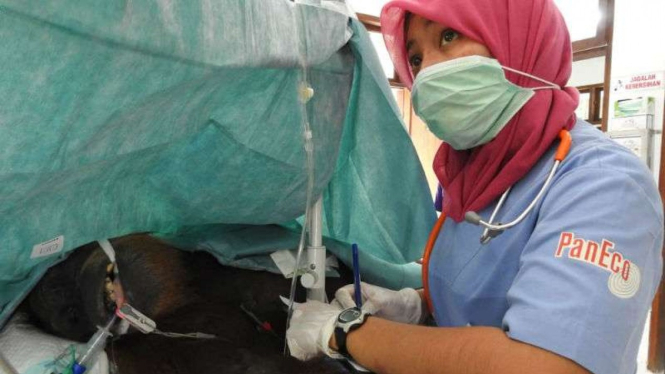 Orang utan Hope dirawat dokter hewan dari SOCP