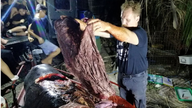 Darrell Blatchley, pendiri sekaligus direktur D` Bone Collector Museum menunjukkan sampah plastik yang ditemukan di dalam perut bangkai paus Cuvier`s beaked di Davao, Filipina. - AFP/Getty Images