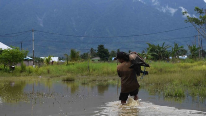 Seorang warga mengevakuasi hewan ternak miliknya akibat banjir bandang Sentani di Sentani, Jaya Pura, Papua, Selasa, 19 Maret 2019.