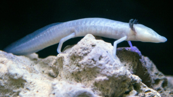 49+ Hewan salamander new