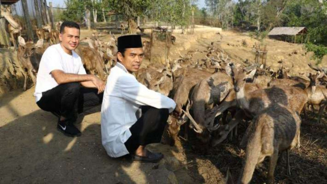 Ustaz Abdul Somad bersama Wakil Gubernur Sumut, Musa Rajekshah, saat memberi makan rusa.