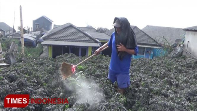 Warga harus membersihkan sayuran dari abu vulkanik saat panen. (FOTO: Happy L. Tuansyah/TIMES Indonesia)