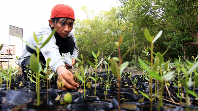 Petugas menanam bibit mangrove di kawasan konservasi Kampung Blekok, Situbondo, Jawa Timur