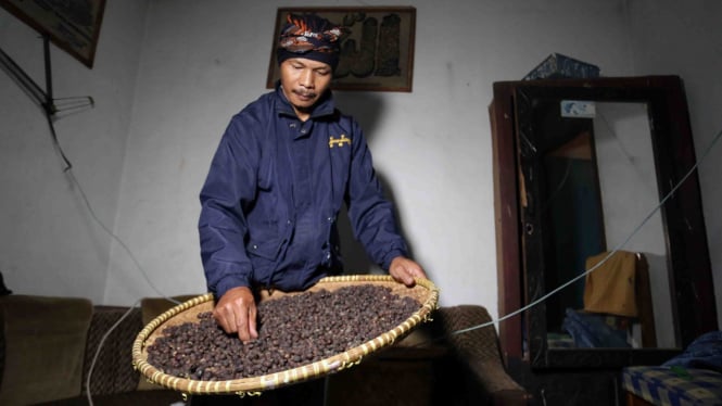 sorot kopi jawa barat - Biji kopi saat proses pengeringan