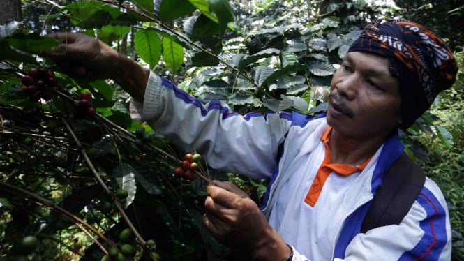 sorot kopi jawa barat - Kegiatan petani memetik biji kopi di hutan