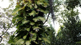 Tren Tanaman Hias Monstera, Harganya Puluhan Juta Bisa Jadi Investasi