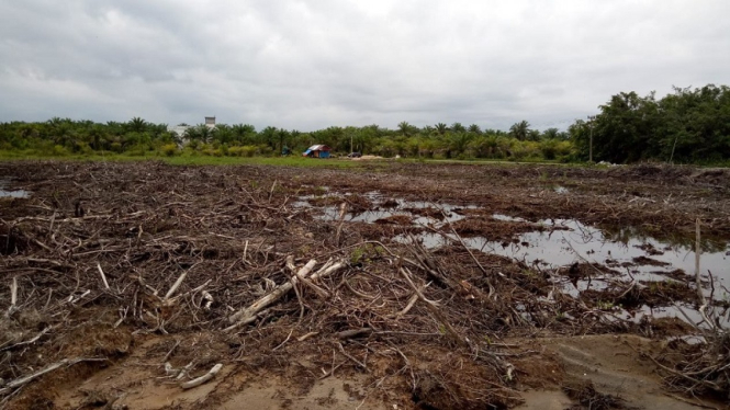 Lahan hutan Mangrove di Agam Sumbar dialihfungsikan tambak udang
