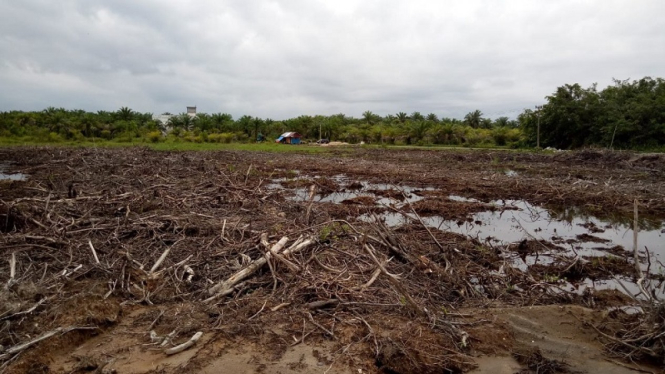 Hutan Mangrove Di Agam Beralihfungsi Jadi Tambak Udang Viva