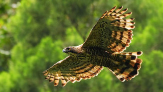 Burung 'Garuda Pancasila' Terancam Punah, Peneliti Hadapi Masalah