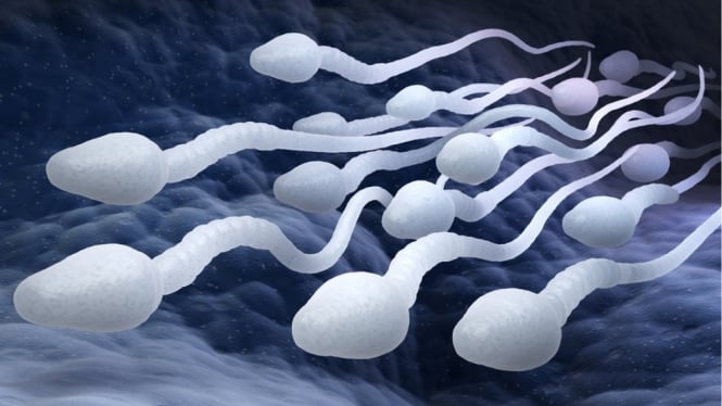 Produksi sperma dikurangi dengan pil kontrasepsi. - Getty Images