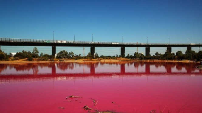 Danau garam buatan di Taman Westgate kota Melbourne berubah warna menjadi merah muda menyala beberapa pekan terakhir - Getty Images