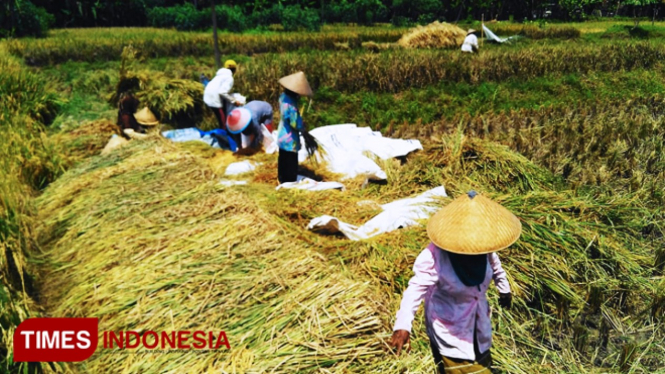 Petani di Desa Sidaurip, Kecamatan Gandrungmangu, Kabupaten Cilacap, Jawa Tengah khawatir harga padi anjlok jelang masa panen raya. (FOTO: Bangun Surya Julianto/TIMES Indonesia).