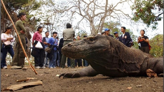 Pemprov NTT mengklaim keberadaan pengunjung yang membludak di TN Komodo ini secara tidak langsung mengganggu habitat hewan berdarah dingin ini. - Getty Images