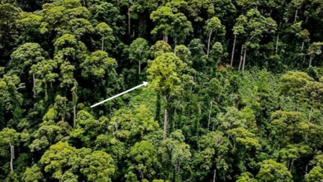 Inilah Pohon Tropis  Tertinggi di Dunia Tingginya Bikin 