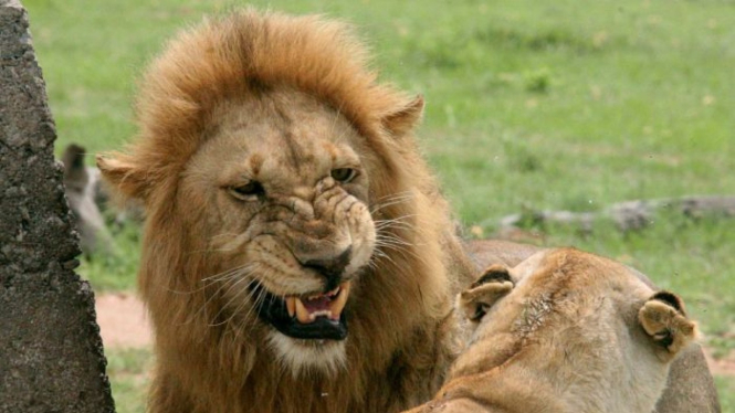 Otoritas Afrika Selatan mengatakan tampaknya jasad pria yang dicurigai pemburu itu dimangsa oleh sekawanan singa.
