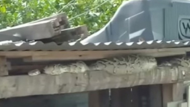 Ular piton yang terjebak di atap.