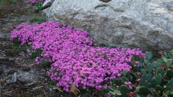 Wild Ground Phlox