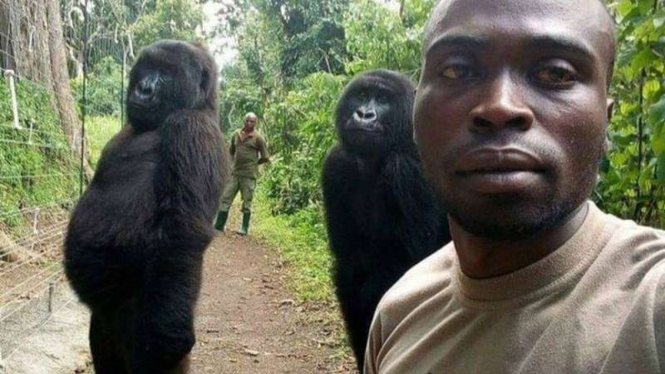 Dua gorila berpose selfie saat seorang jagawana berswafoto