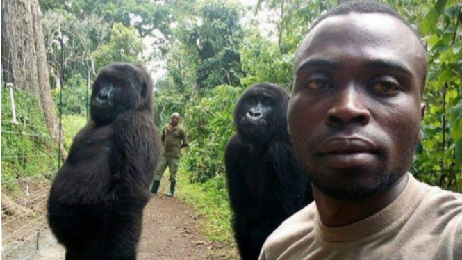 Foto gorila ber-selfie yang viral di dunia maya