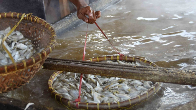 Pekerja memasak ikan yang diasinkan di sentra pengolahan ikan asin, Cilincing, Jakarta Utara, Selasa, 23 April 2019.