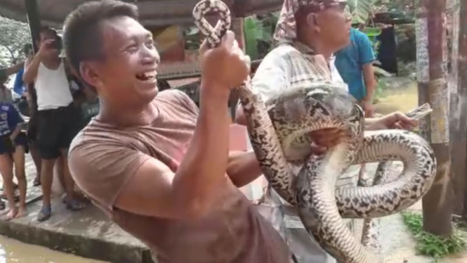 Warga tangkap ular piton saat banjir rendam Bogor
