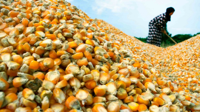 Petani menjemur jagung di Kecamatan Moncongloe, Maros, Sulawesi Selatan