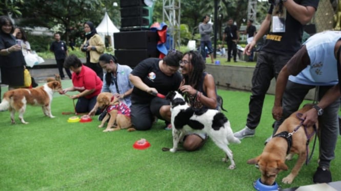 Dog Does Disco Acara Seru Berkumpulnya Para Pecinta Anjing Halaman 4