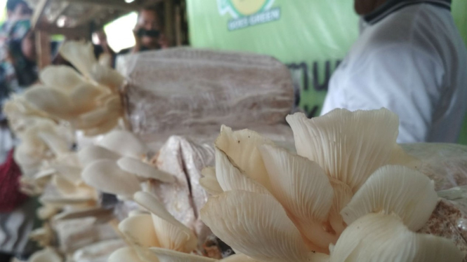 Budidaya jamur Tiram di Desa Kuniran, Kecamatan Sine,  Jawa Timur