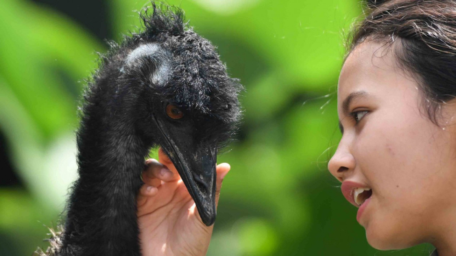 Petugas memberi makan seekor Burung Emu (Dromaius novaehollandiae) di zona Australiana di Taman Safari Prigen, Pasuruan, Jawa Timur, Selasa, 30 April 2019.