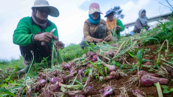 Petani memanen bawang merah di Kampung Tugu, Cimenyan, Kabupaten Bandung, Jawa Barat, Selasa, 7 Mei 2019.