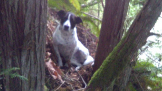 Haru Anjing Ini Tunggui Mayat Majikan Yang Tewas Di Hutan Viva