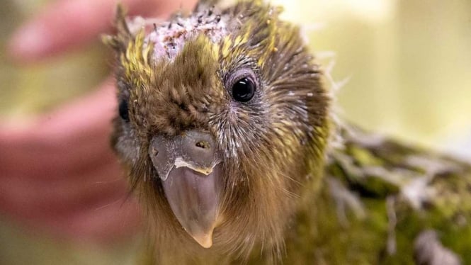 Dokter hewan di Selandia Baru melakukan operasi otak terhadap seekor burung beo kakapo yang terancam punah - David Wiltshire/Wildbase Hospital