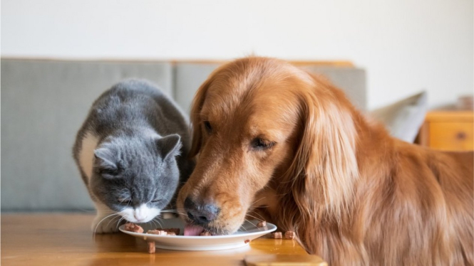 Ilmuwan menyebut memiliki anjing atau kucing dapat meningkatkan emisi gas rumah kaca.-Getty Images