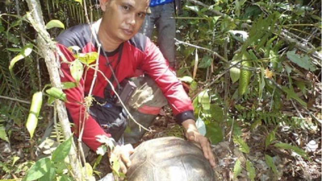 BKSDA menemukan puluhan Kura-kura Gunung di Pasaman Barat