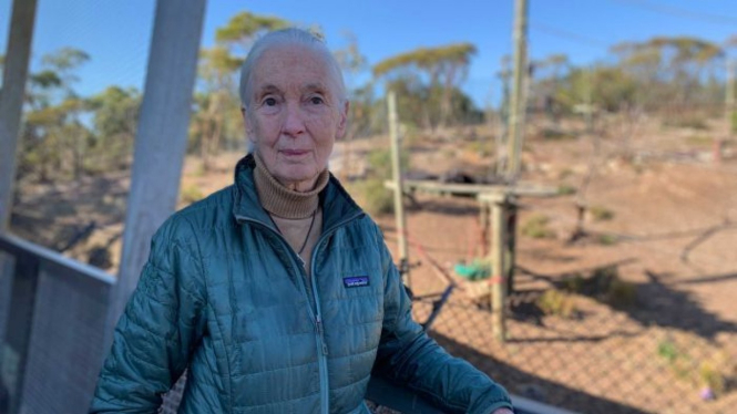 Dr Jane Goodall mengunjungi kebun binatang Monarto untuk mengumumkan seekor bayi simpanse diperkirakan akan lahir tahun ini.