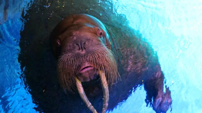 Walrus, Ocean Park Hong Kong