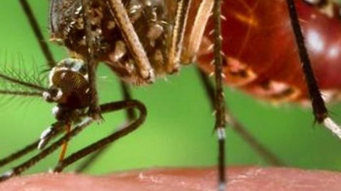 Nyamuk Aedes aegypti